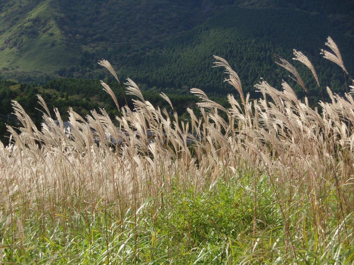 MISCANTHUS SINENSIS EXTRACT