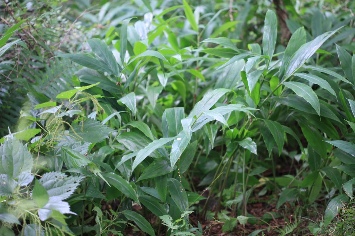 ZINGIBER MIOGA EXTRACT