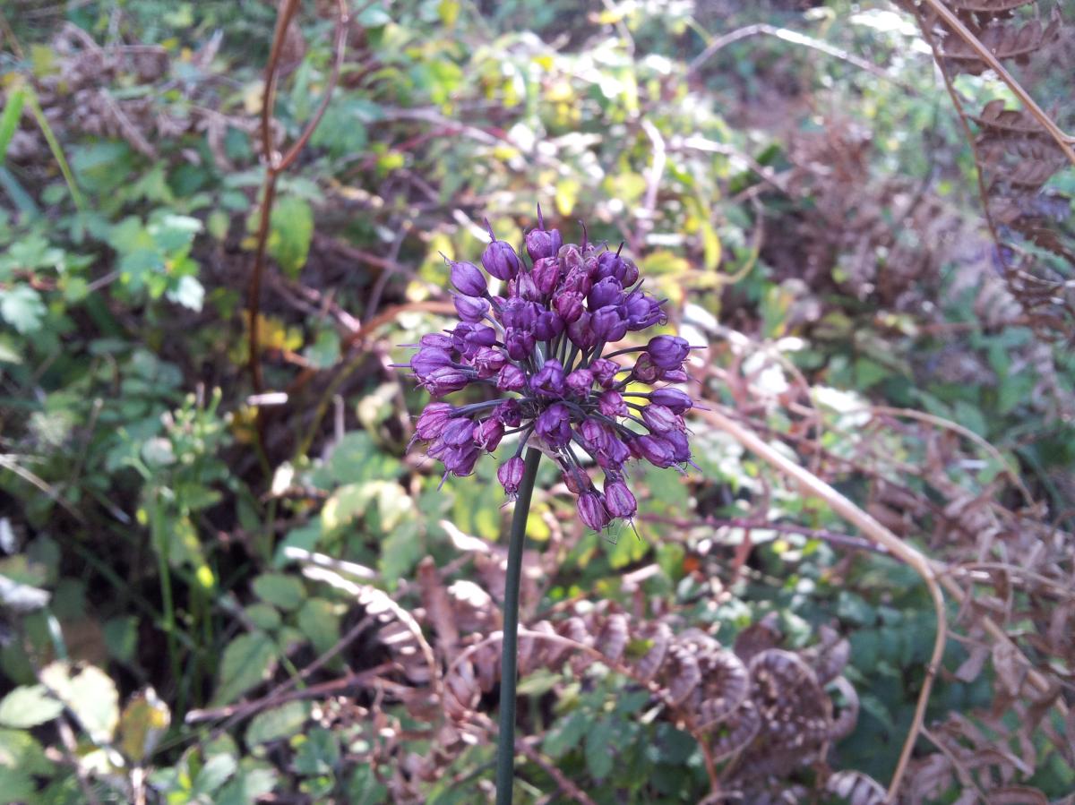 ALLIUM ODORUM EXTRACT