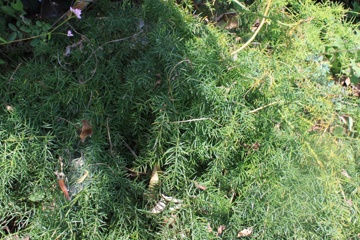 ASPARAGUS LUCIDUS EXTRACT