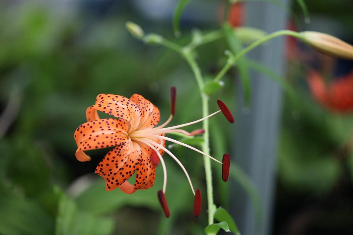 LILIUM TIGRINUM EXTRACT
