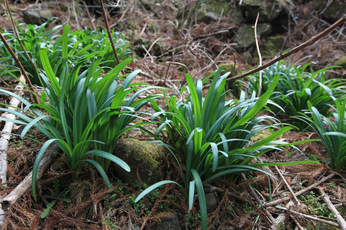 LYCORIS CHEJUENSIS EXTRACT