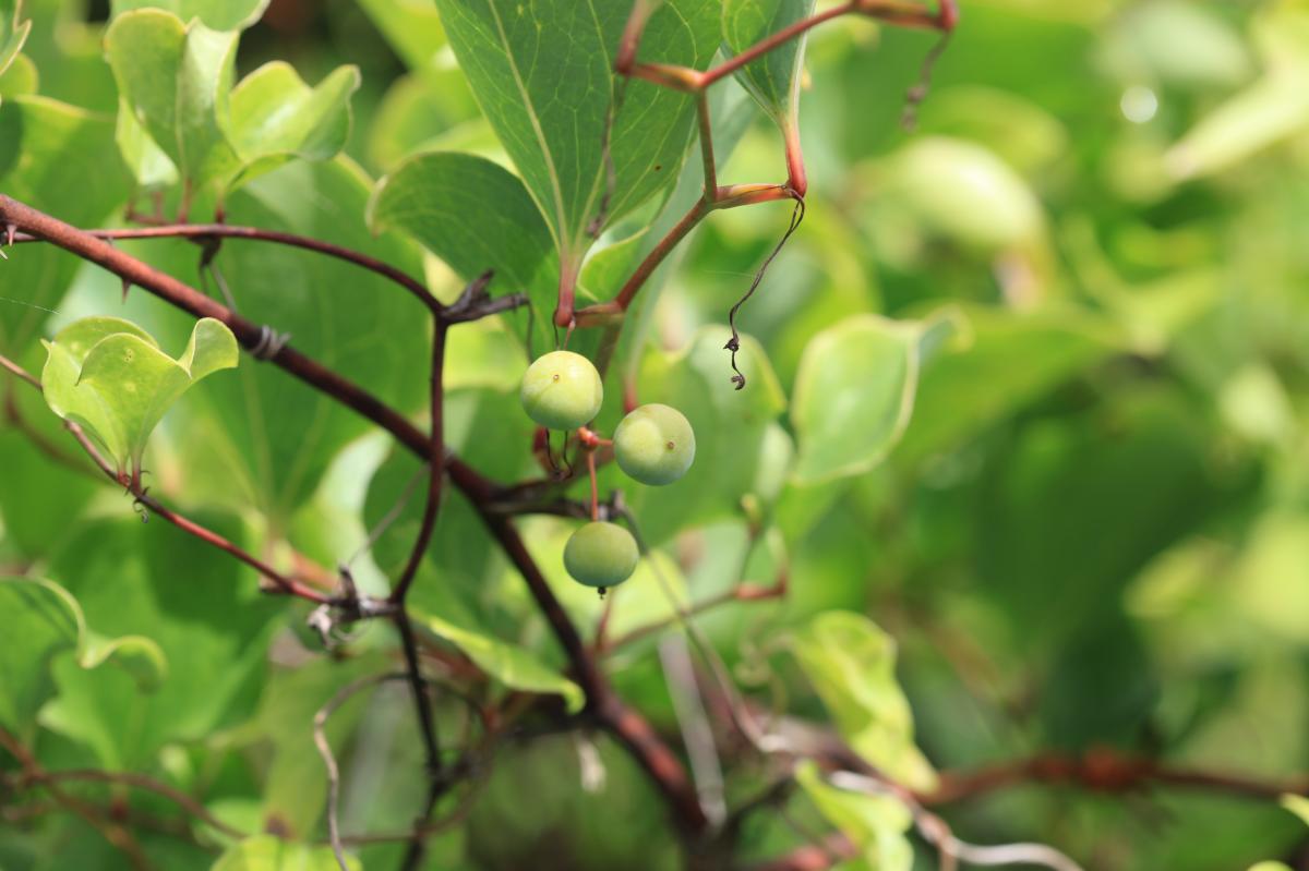 SMILAX CHINA EXTRACT