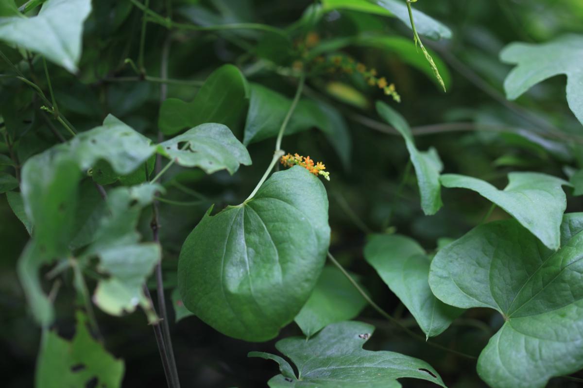 DIOSCOREA BATATAS EXTRACT