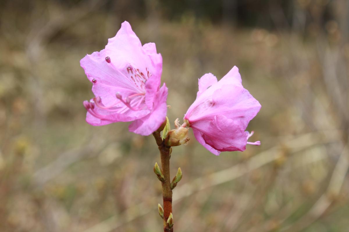RHODODENDRON MUCRONULATUM FLOWER EXTRACT