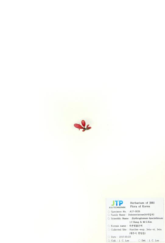 푸른빛붉은혀