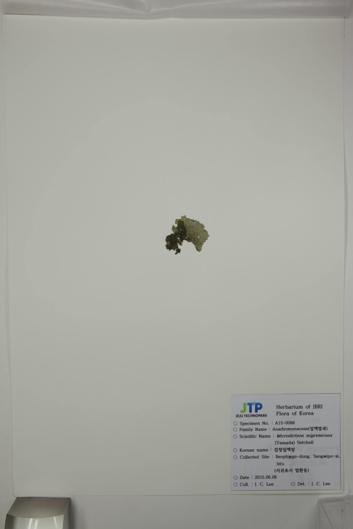 검정잎맥말