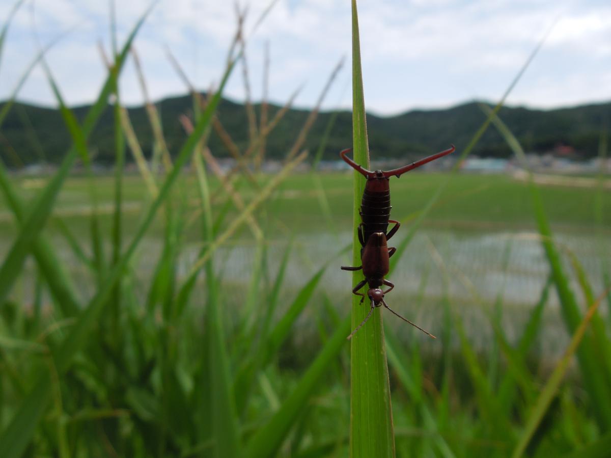 고마로브집게벌레