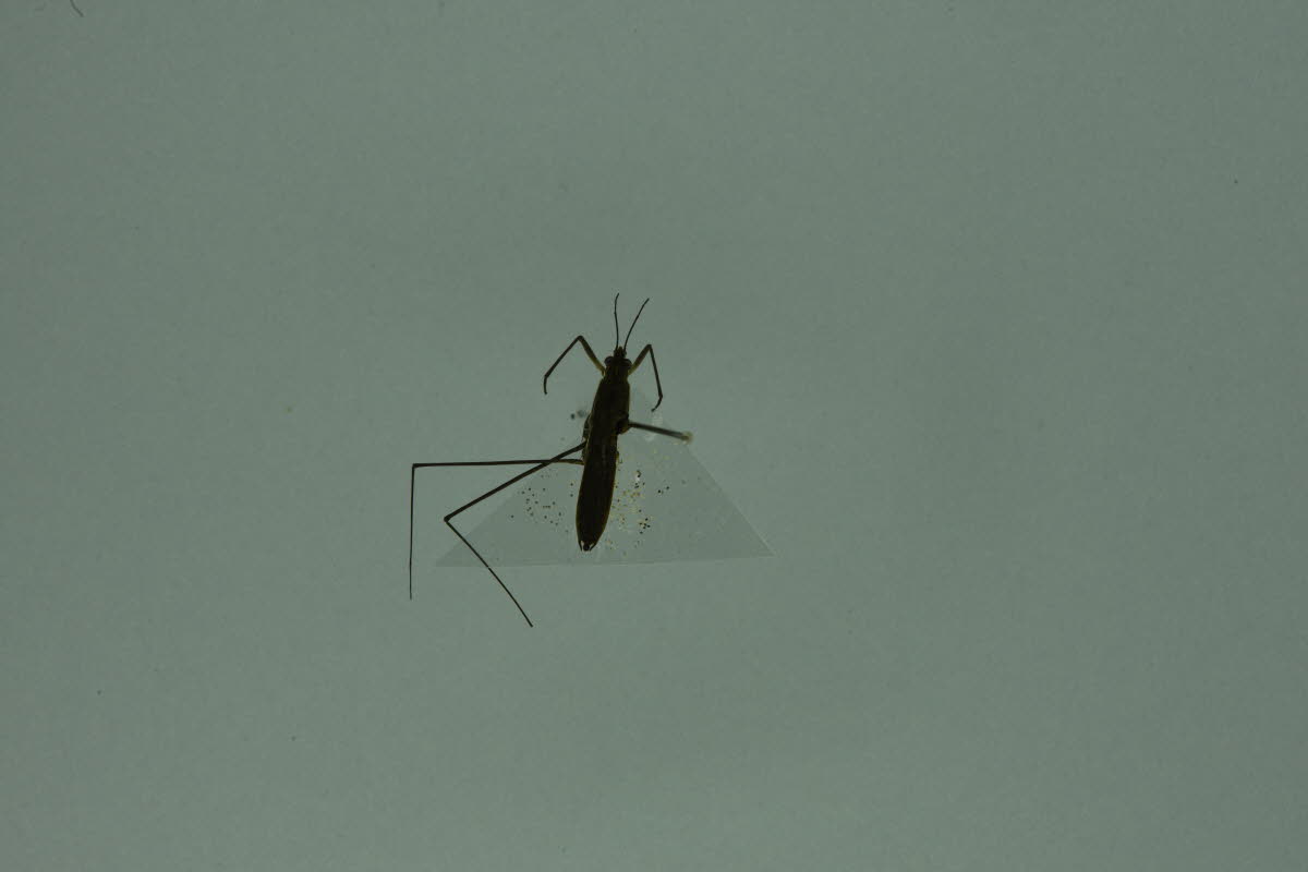소금쟁이