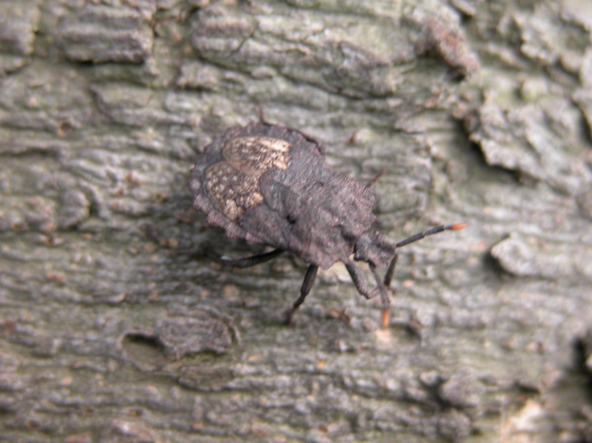 톱날노린재
