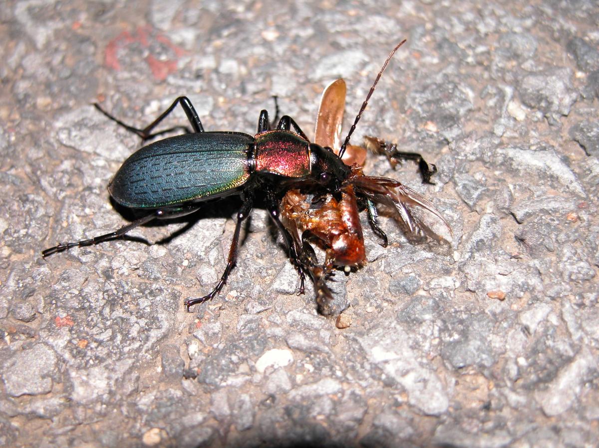 멋쟁이딱정벌레