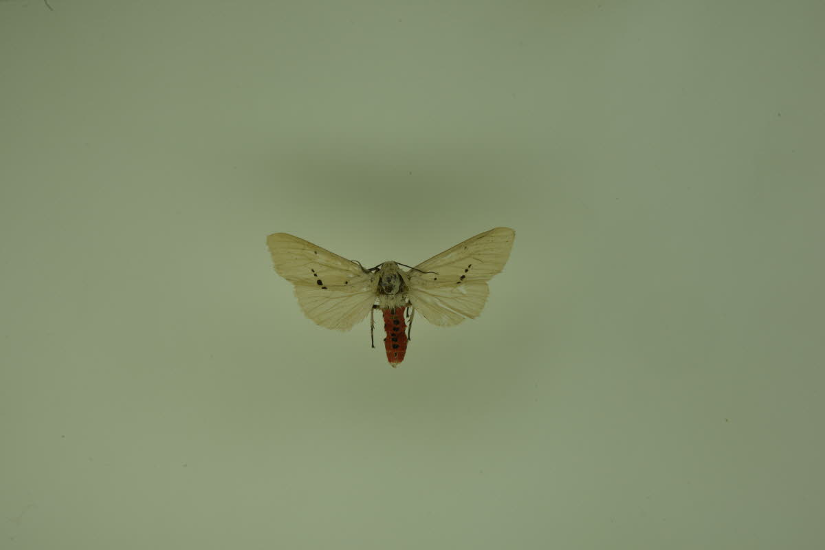 배붉은흰불나방