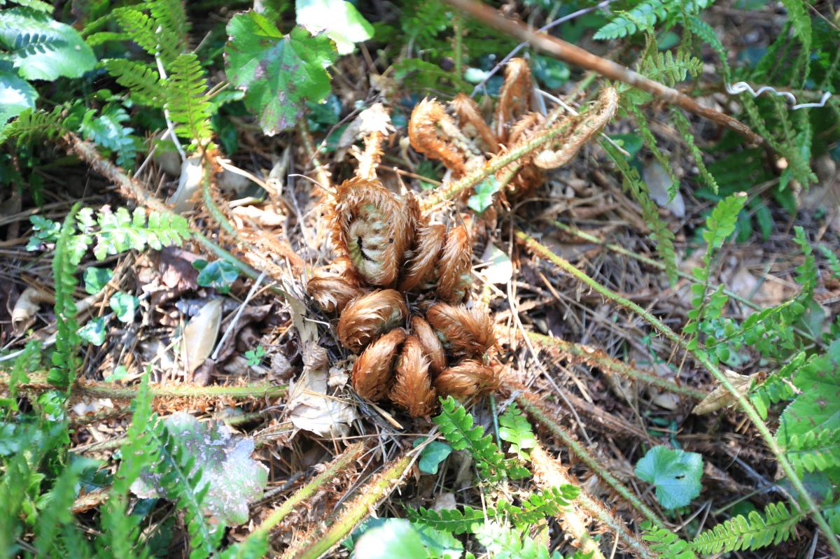 POLYSTICHUM POLYBLEPHARUM EXTRACT