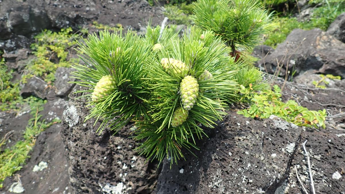 PINUS DENSIFLORA LEAF EXTRACT