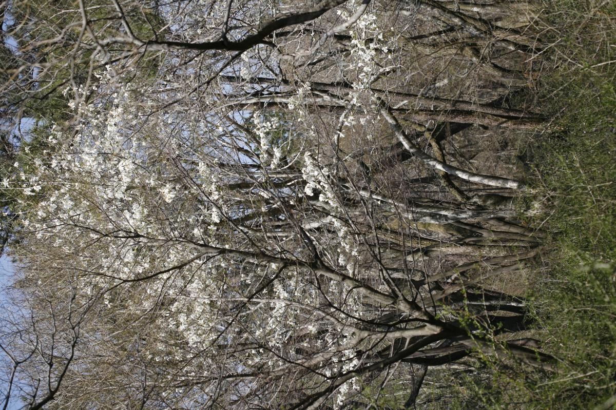 목련