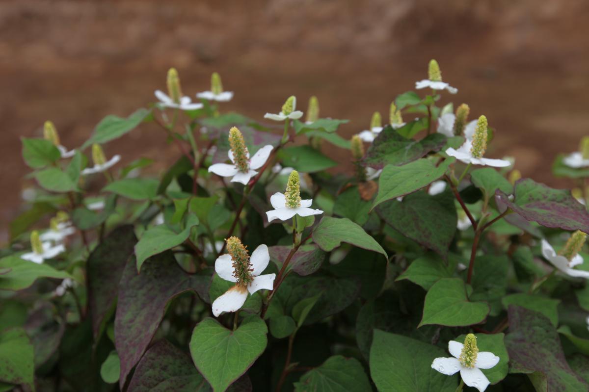 HOUTTUYNIA CORDATA EXTRACT