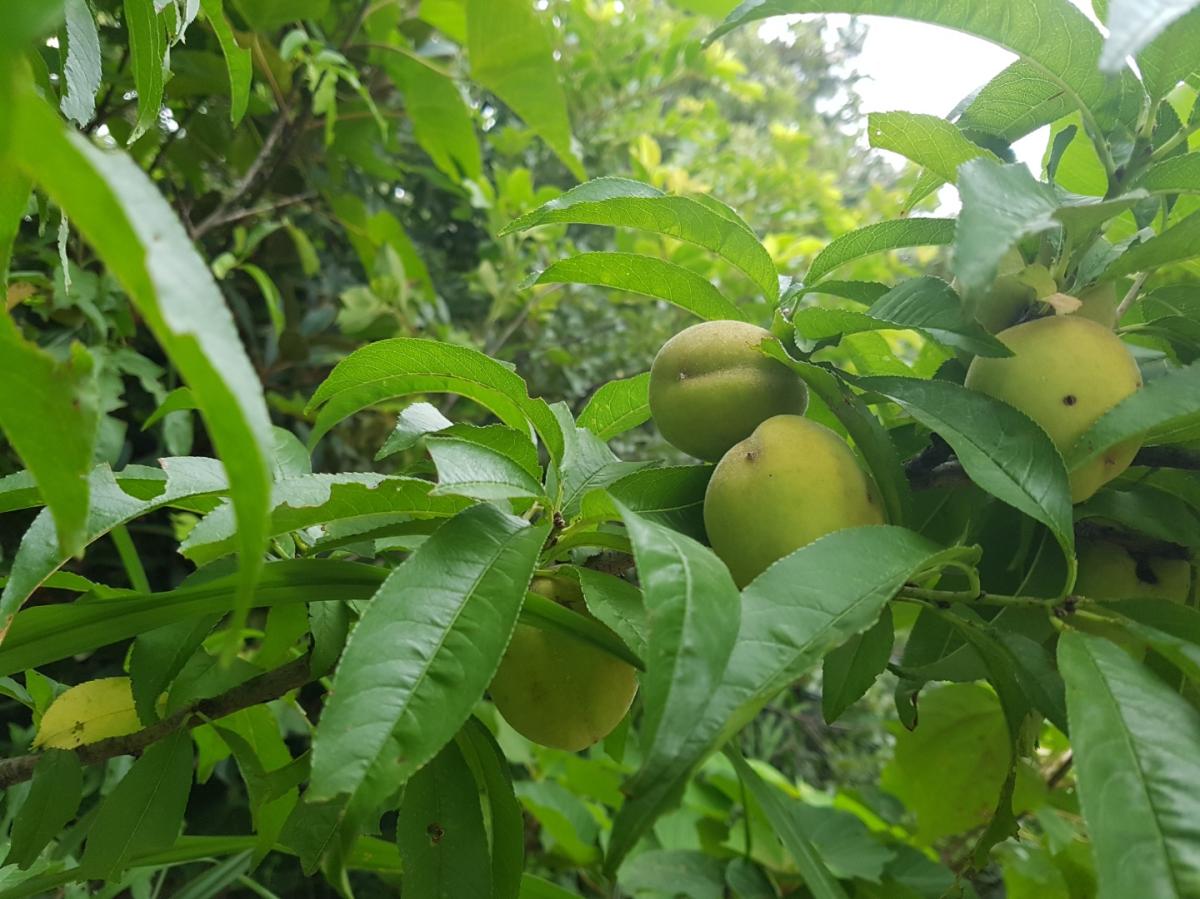 산복사