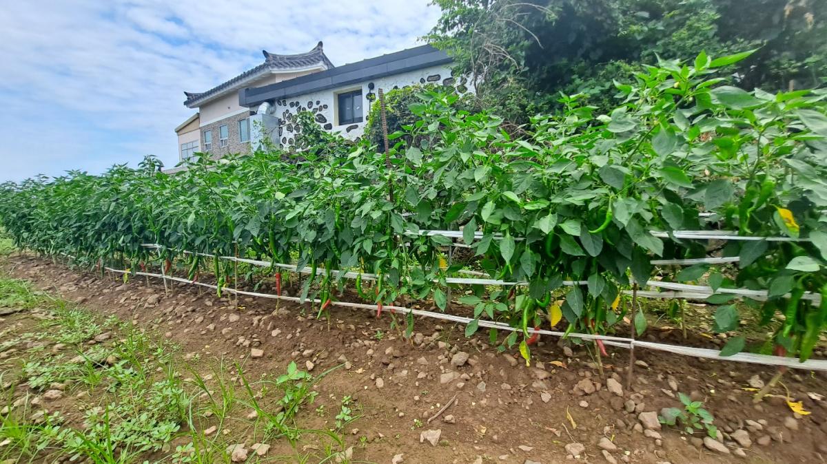 CAPSICUM ANNUUM EXTRACT