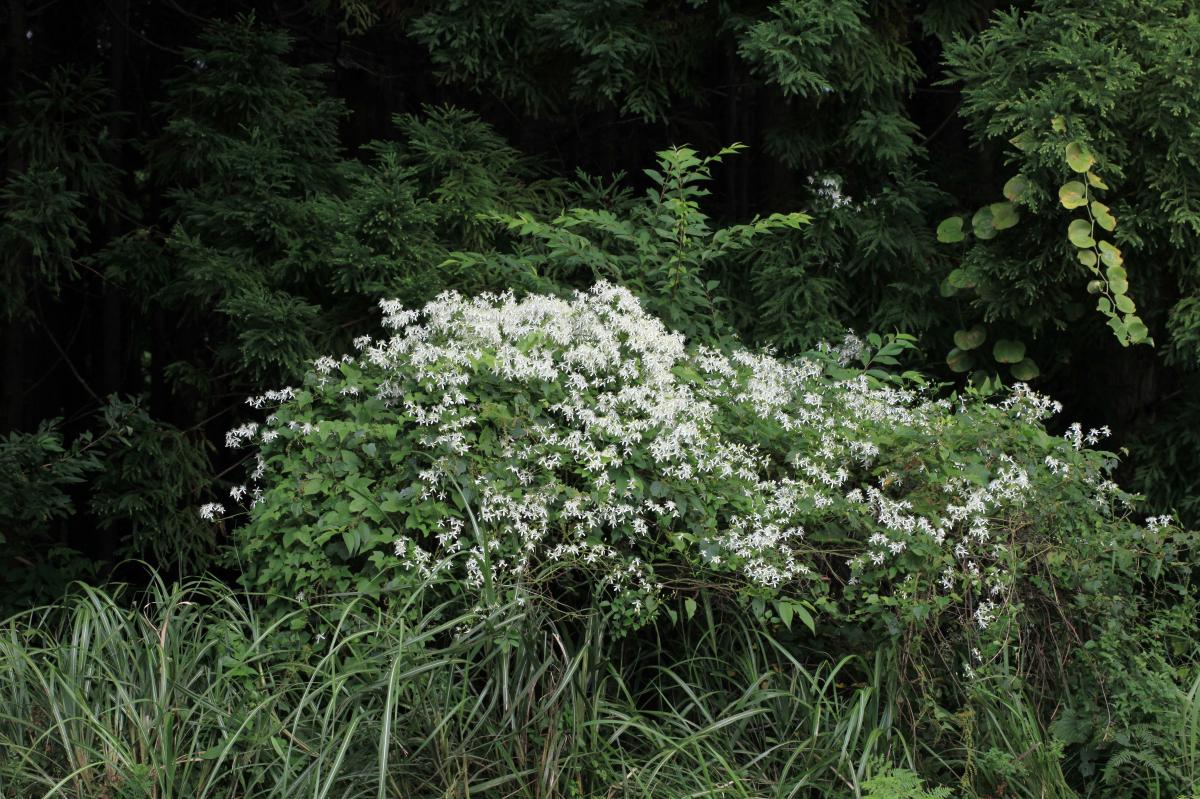 CLEMATIS MANDSHURICA EXTRACT