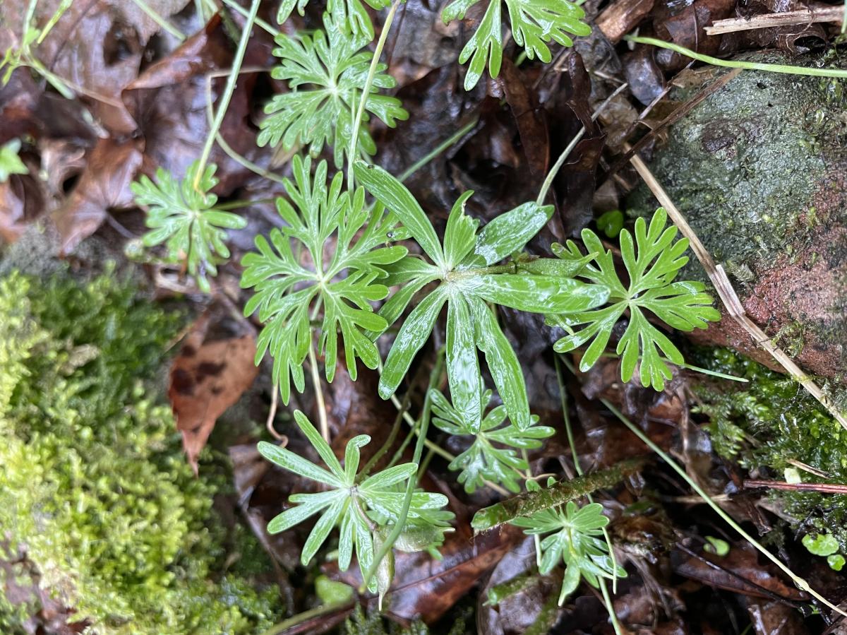 변산바람꽃