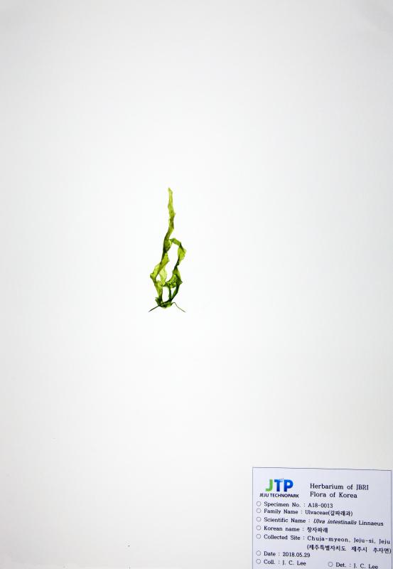 창자파래