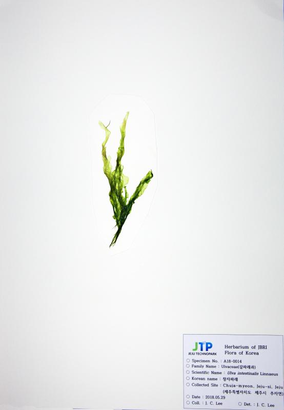 창자파래