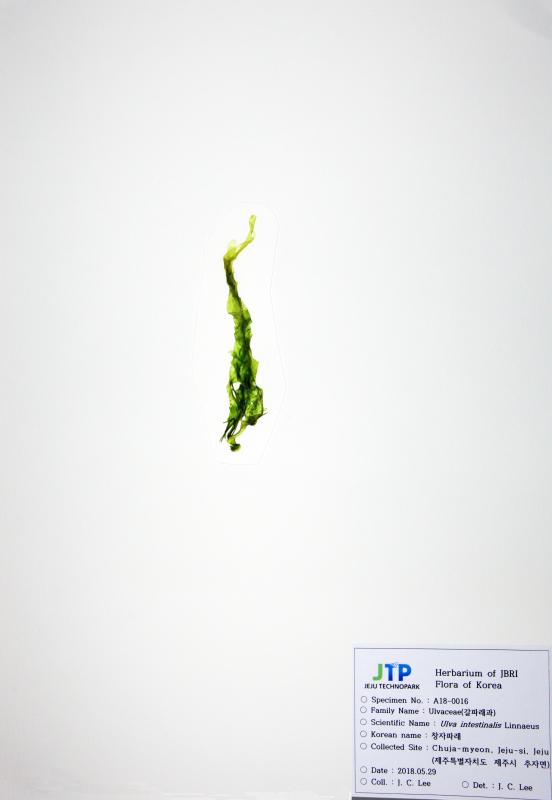 창자파래