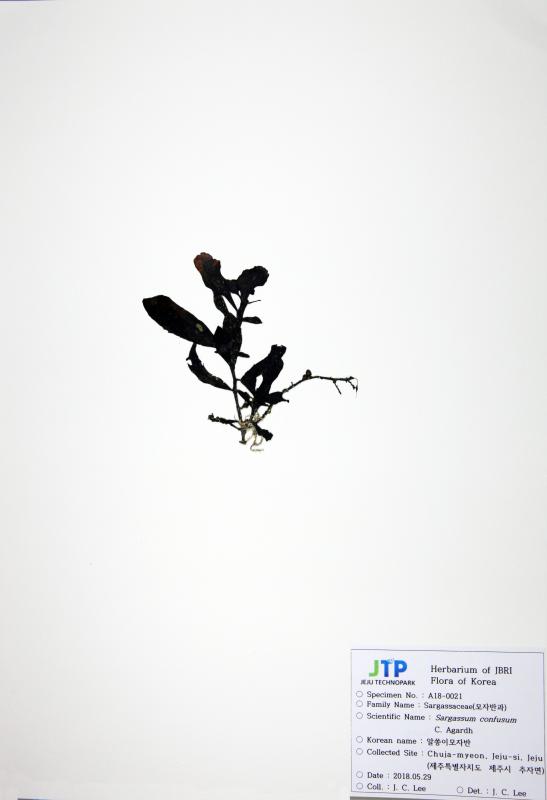 알쏭이모자반