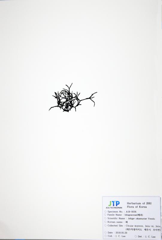 패
