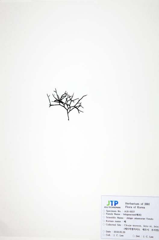 패