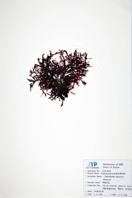 볏붉은잎
