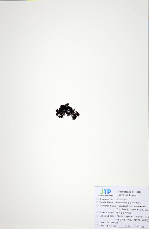 애기우뭇가사리