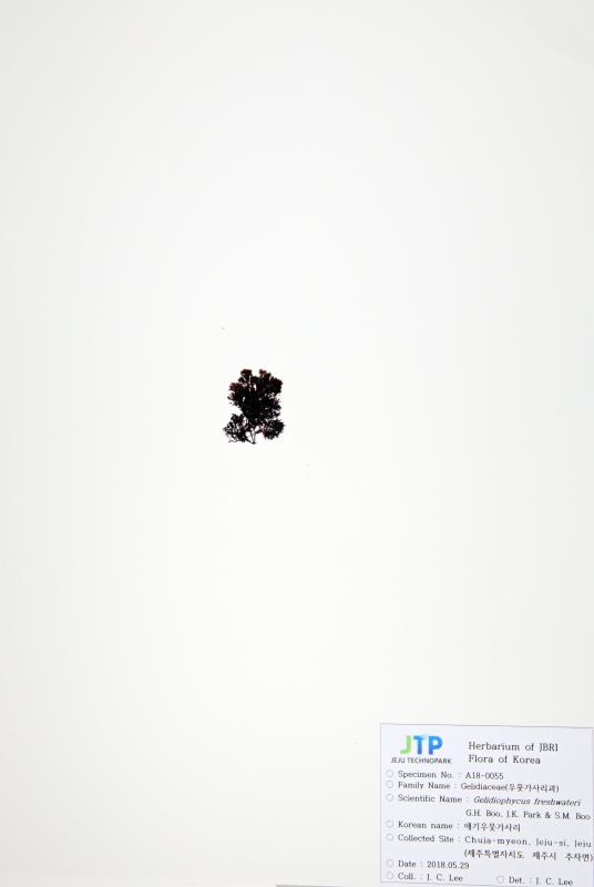 애기우뭇가사리