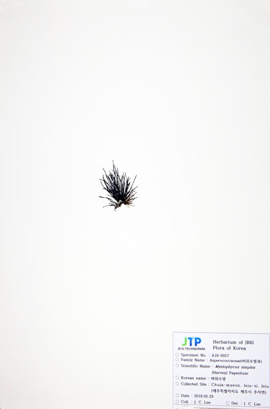 바위수염