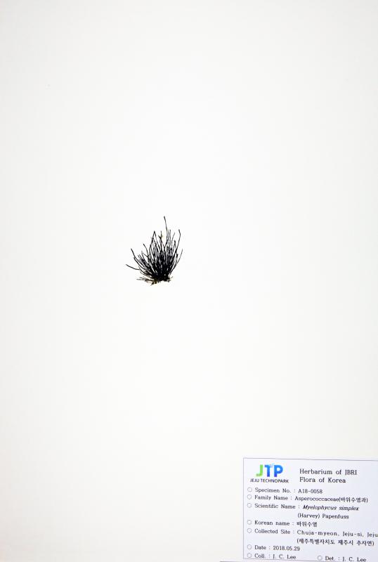바위수염