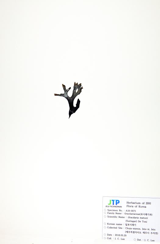 잎꼬시래기