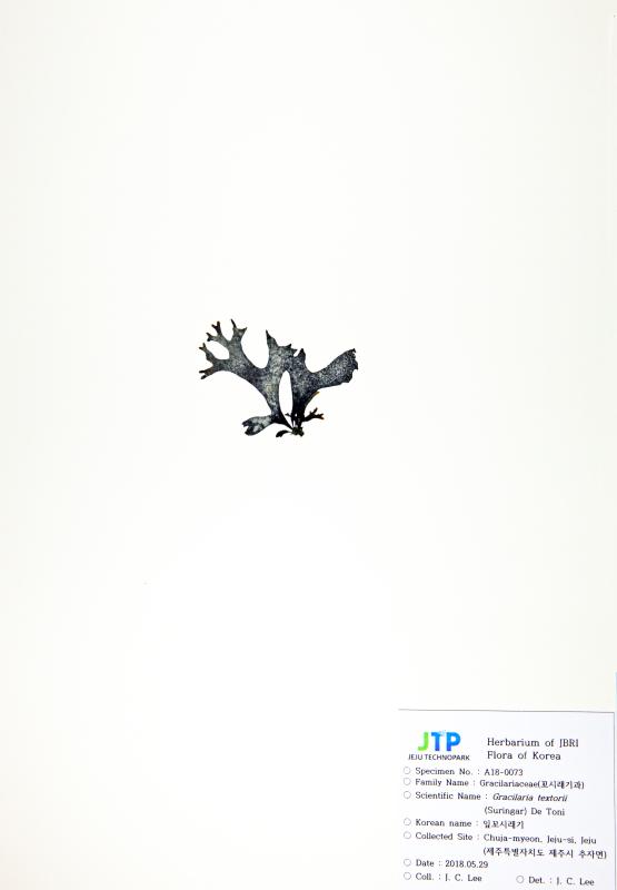 잎꼬시래기