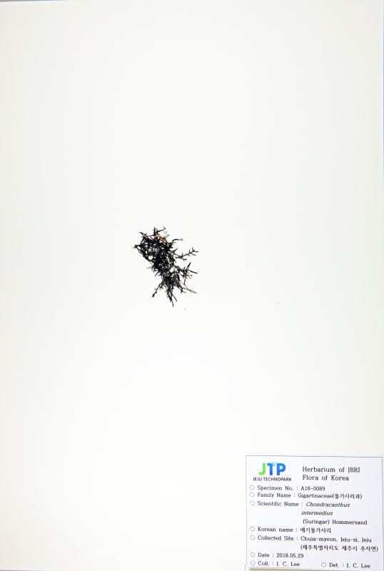 애기돌가사리