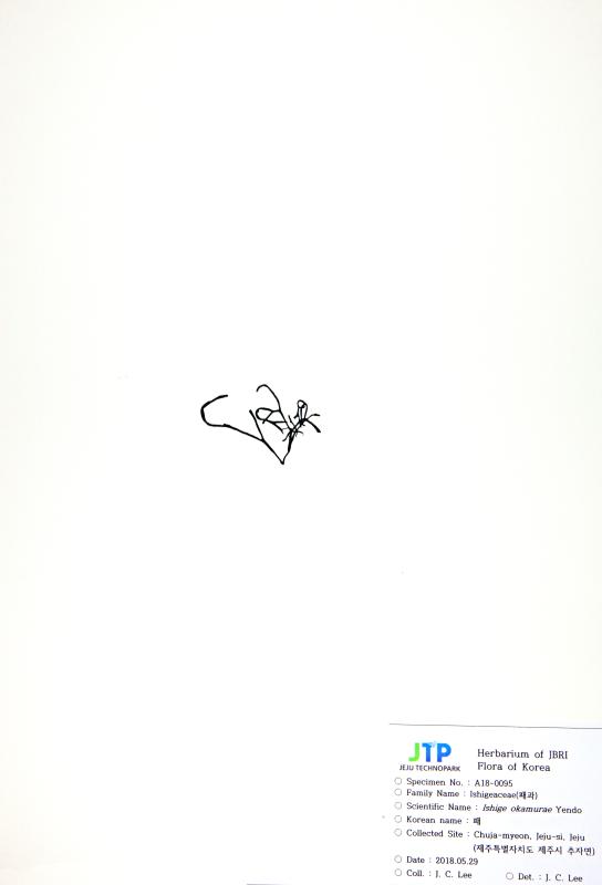 패