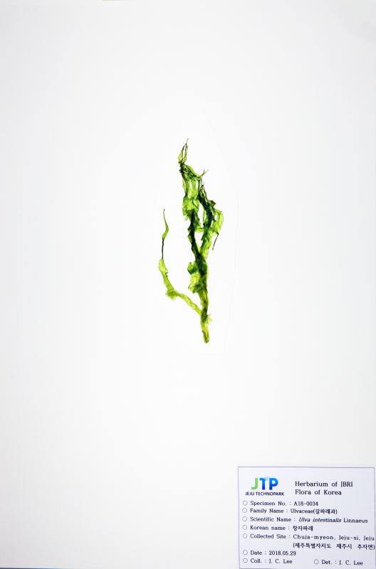 창자파래