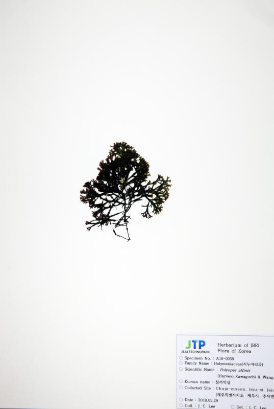 참까막살