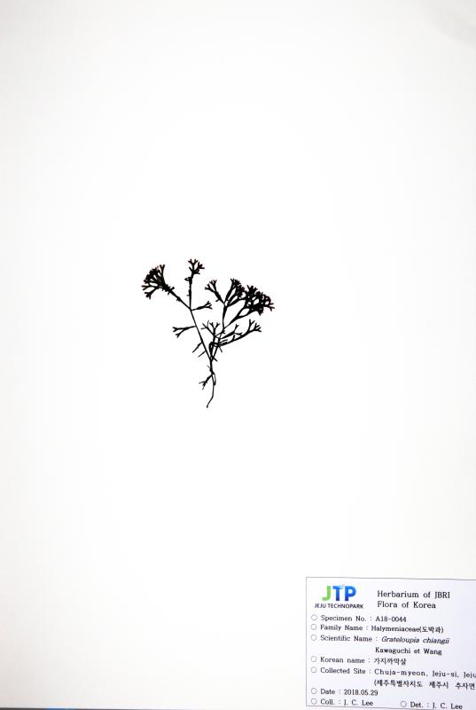 가지까막살