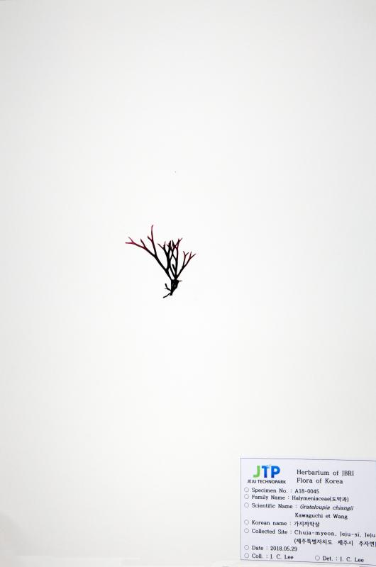 가지까막살