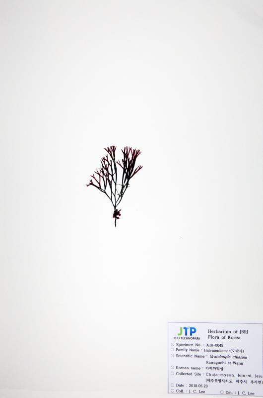 가지까막살