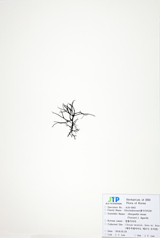 참풀가사리