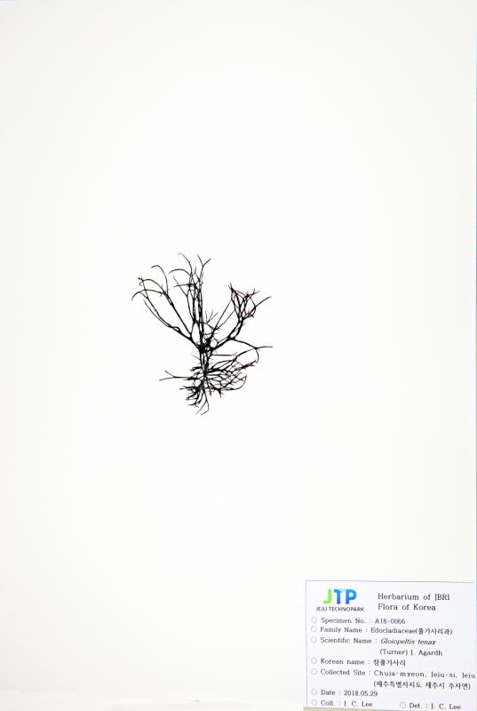 참풀가사리