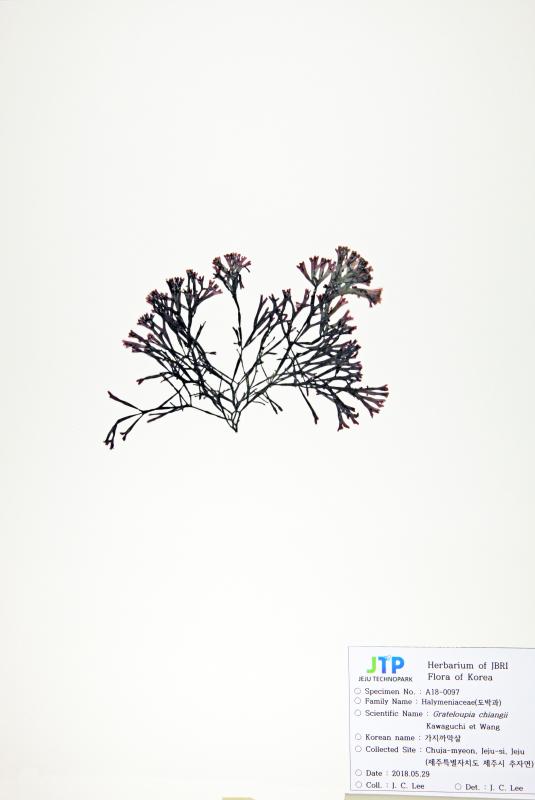 가지까막살