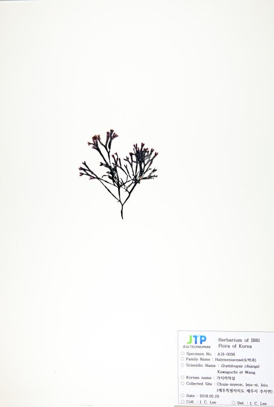 가지까막살
