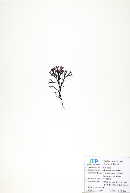 가지까막살