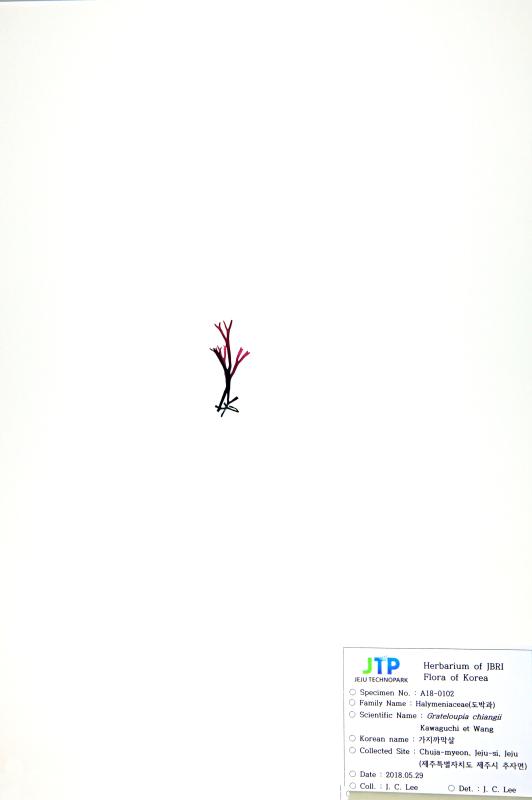 가지까막살
